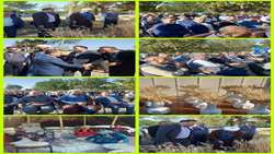 برگزاری جشن گندم در شهرستان فردیس